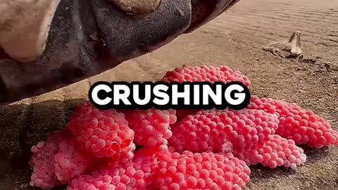 If You See These... CRUSH Them! (@snail_slayer_)