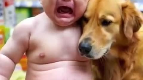 Amazing: Loyal dog stays by child's side when abandoned