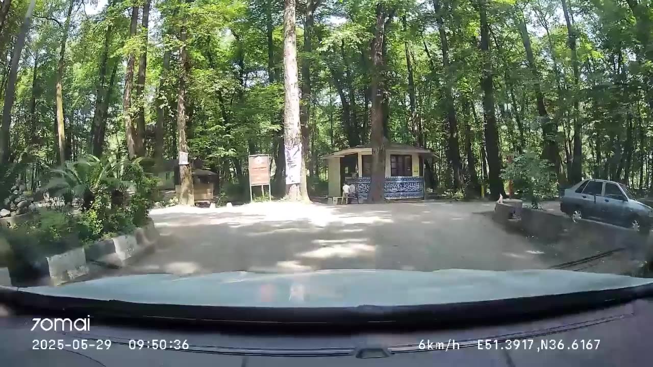 fin forest