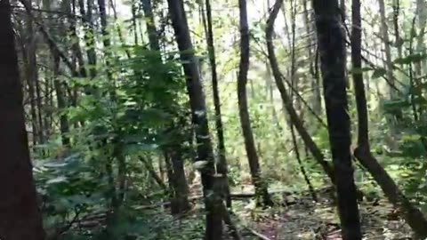 Canadian Man Ventures into Forest to Protect the Trees