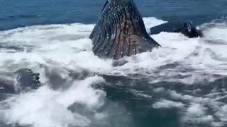 😱🐬 Lovely Day Out on the Water, Watching Dolphins Hunt! | FunFM