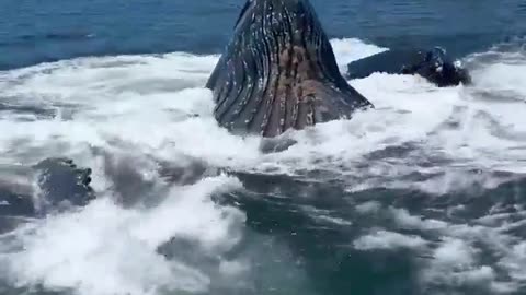 😱🐬 Lovely Day Out on the Water, Watching Dolphins Hunt! | FunFM