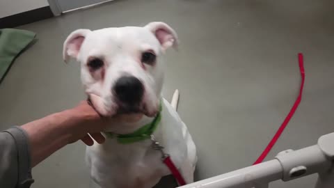 Volunteer office doggie PACC shelter wants 2 play some tried keeping him calm more loving2025071378