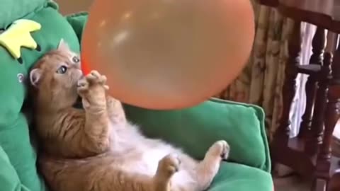 Funny animal videos 😄😄balloon balloon