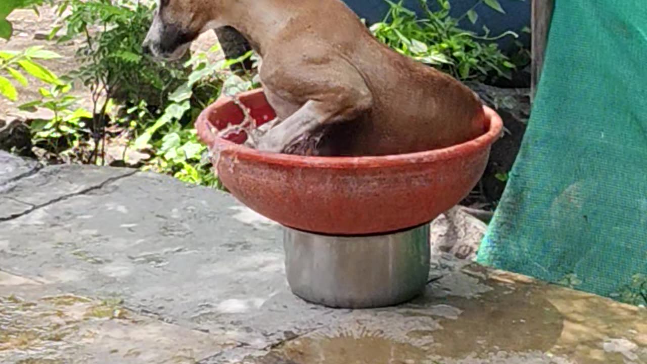😂 "This Animal Has Better Comedy Timing Than Most Humans!"