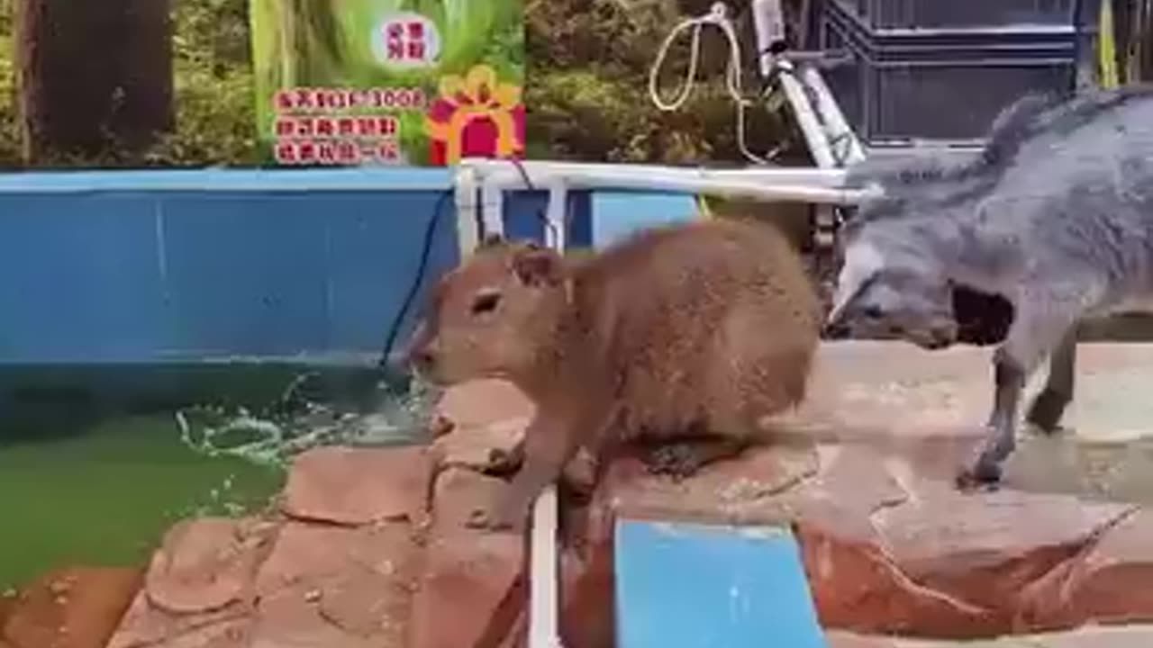 Capybara and the goat 😂