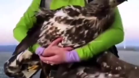 Tens of thousands of birds of prey—including endangered species—are killed