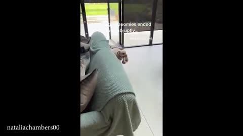 Funny animals video