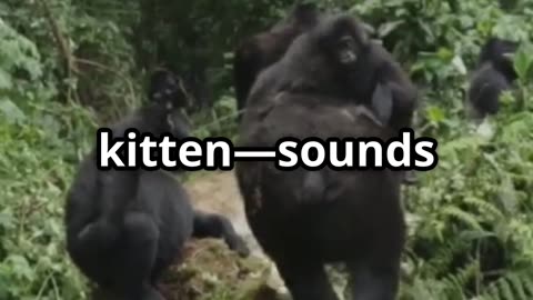 🎥 “Koko & Her Kittens 🦍🐱 A Gorilla’s Gentle Love”