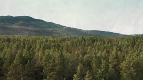 4k drone forest