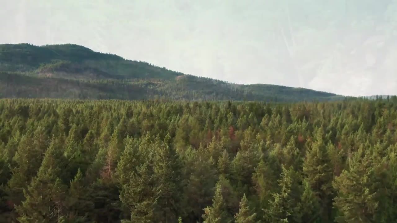 4k drone forest