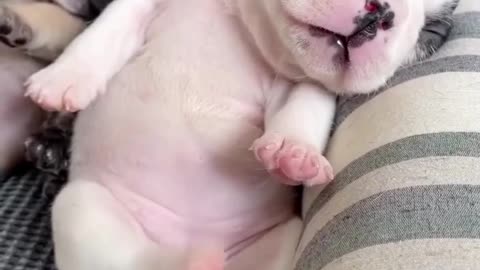 Cutest French Bulldog Puppy Ever 🐶❤️ | Adorable & Funny Frenchie Moments