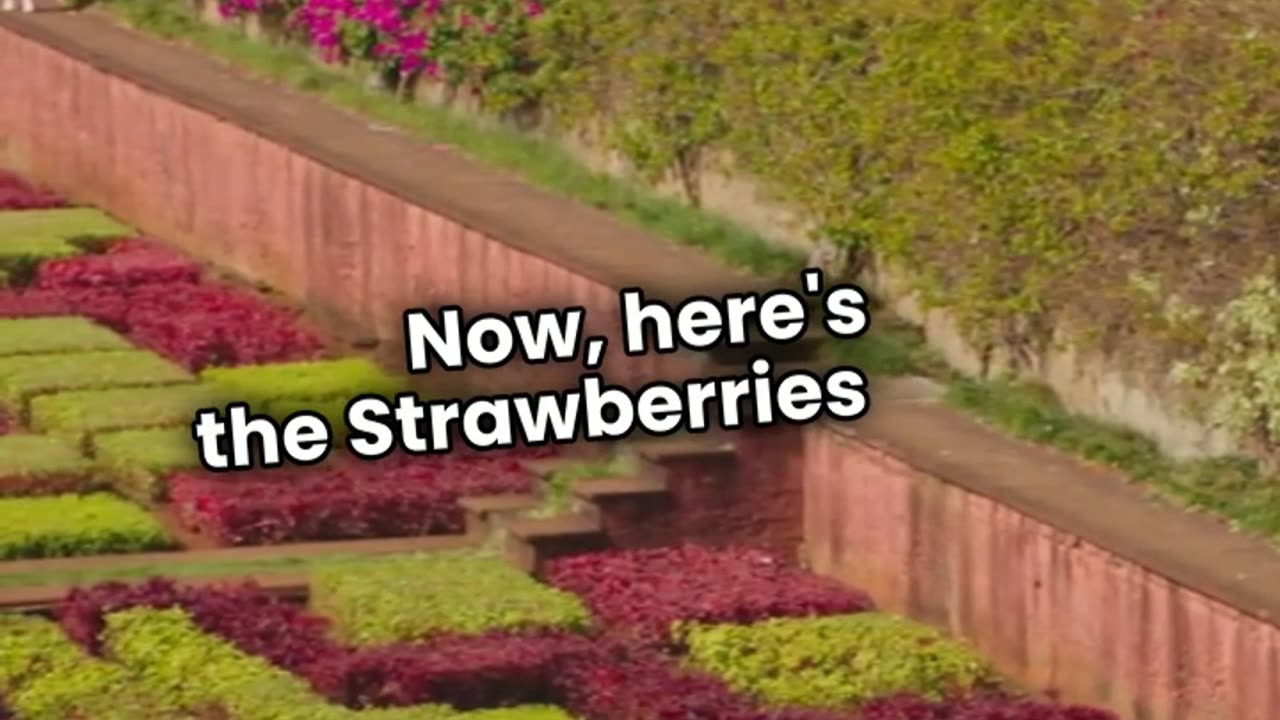 Bananas Are Berries, But Strawberries Aren't?"