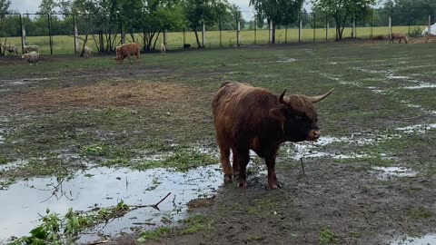 Farm Friends: Cows and Lambs in Harmony