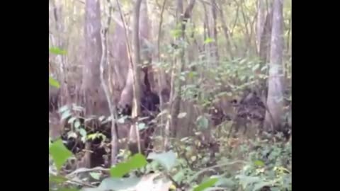 MOUNTAIN MONSTERS - THE SPUNK APE