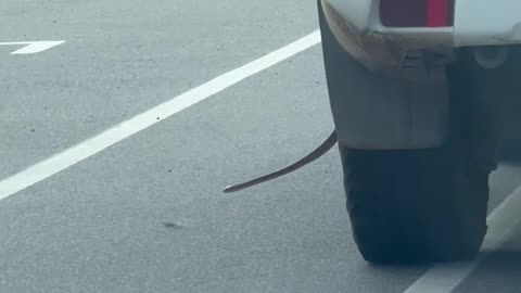 Snake Hitching a Ride