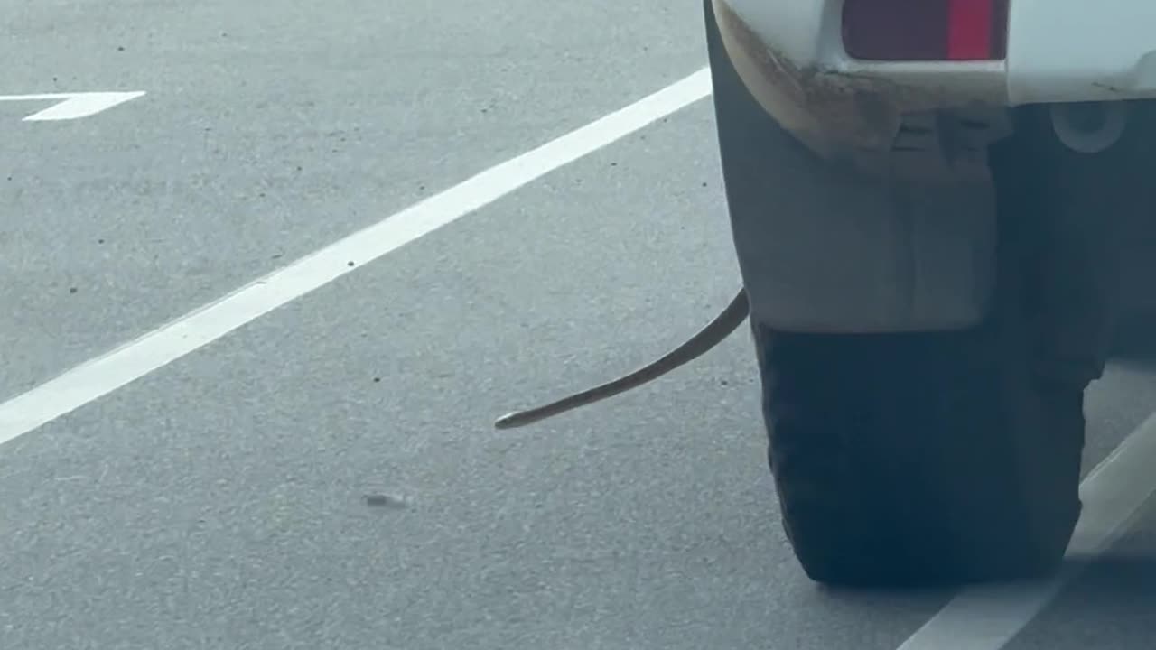 Snake Hitching a Ride