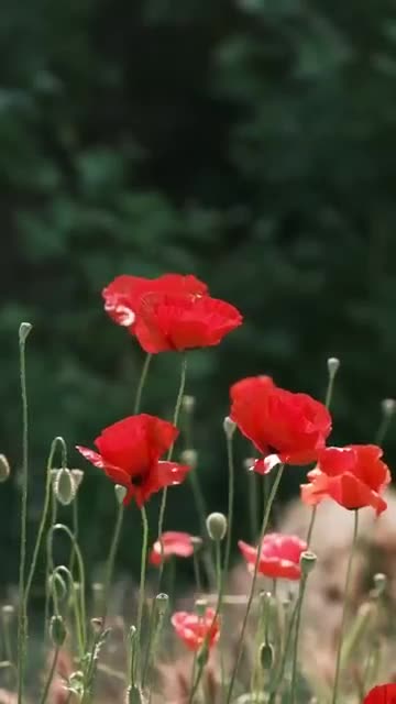 عيد اضحى مبارك #قران #اكسبلور #راحة_نفسية #تكبيرات_العيد