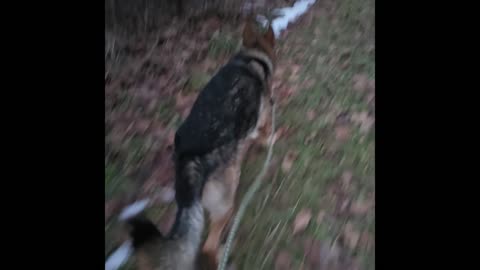 Virgil german shepherd.