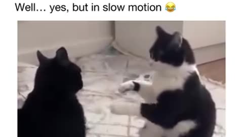 Two cats fighting in slow motion 😂