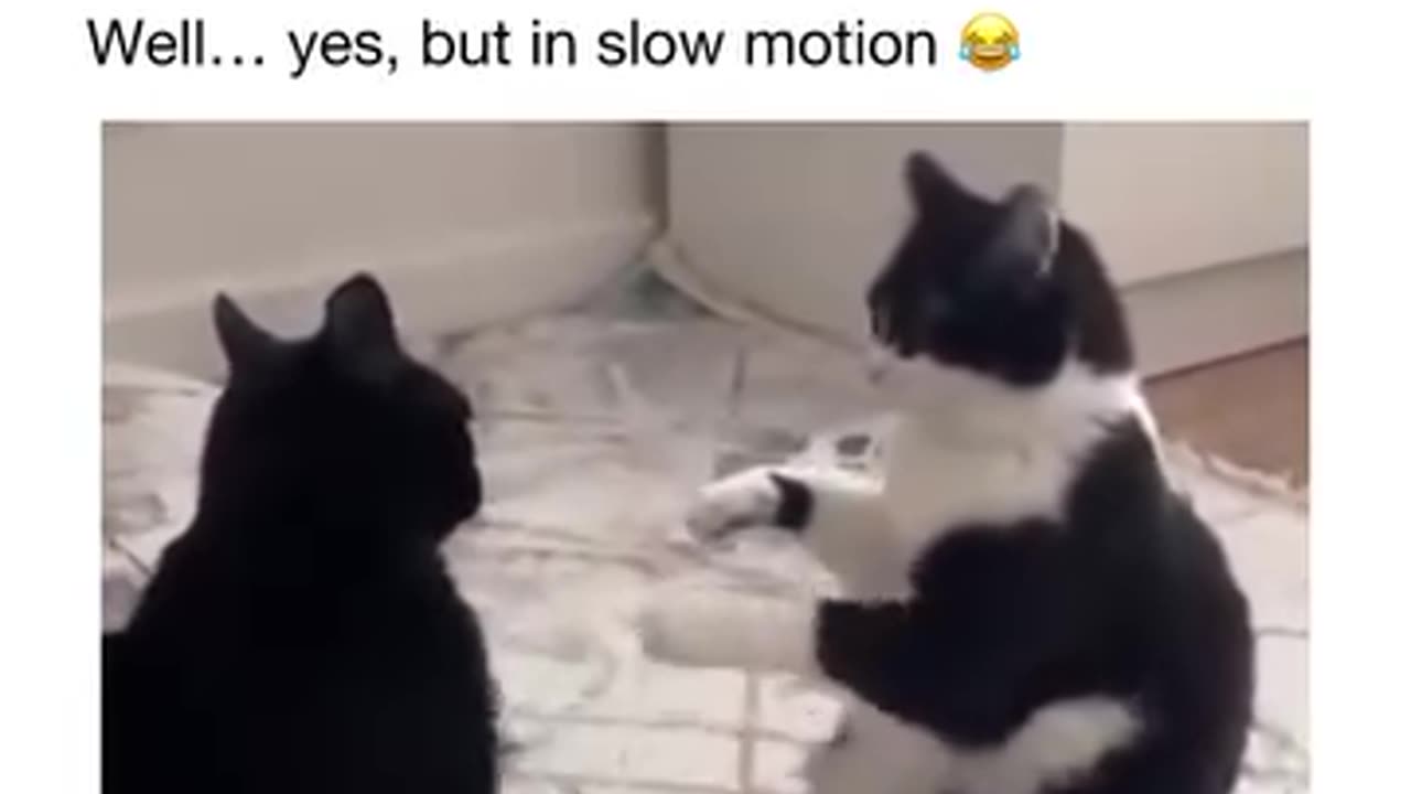 Two cats fighting in slow motion 😂