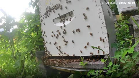 Bees on a Wednesday Afternoon