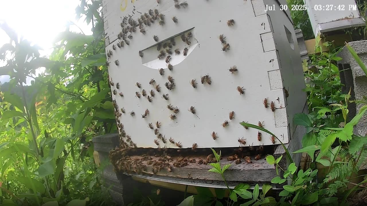 Bees on a Wednesday Afternoon