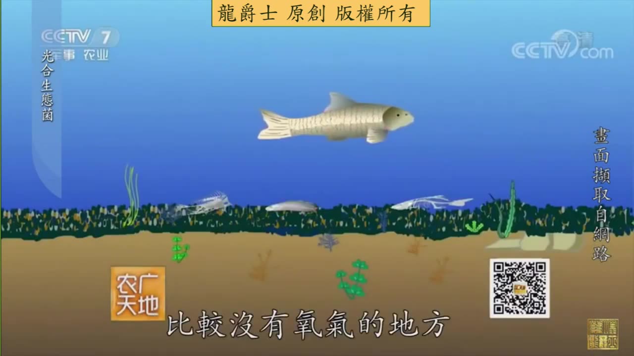 【龍爵士】水族百科 光合菌