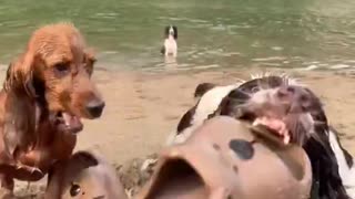 The Dog can’t explain it any better 😂