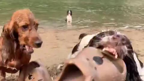 The Dog can’t explain it any better 😂