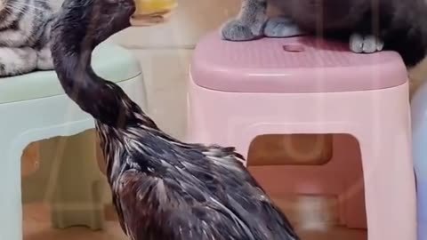 Funny video