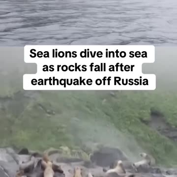Tërmet i frikshëm në Rusi, luanët e detit i shpëtojnë rrëzimit të shkëmbinjve