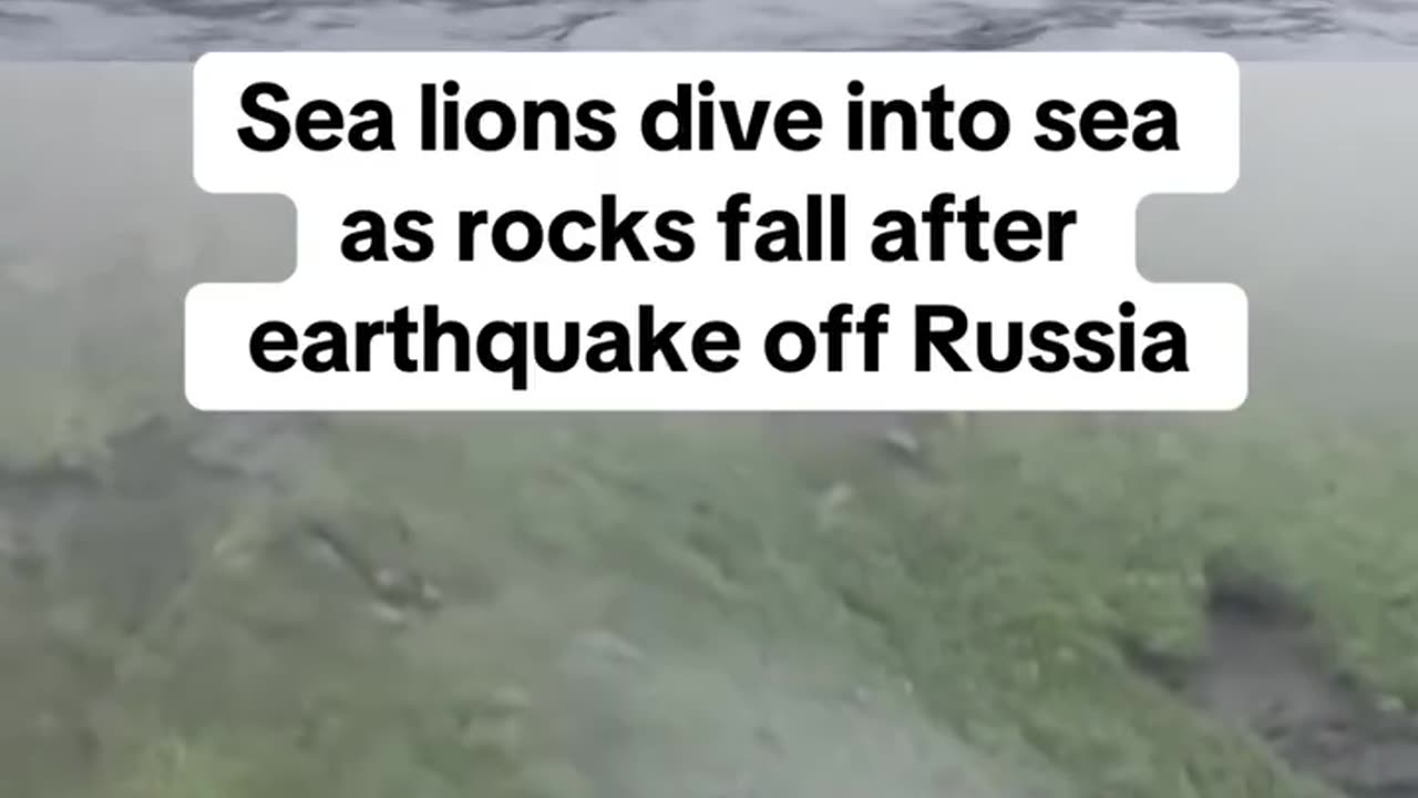 Tërmet i frikshëm në Rusi, luanët e detit i shpëtojnë rrëzimit të shkëmbinjve