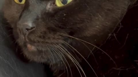 Cute Precious Piper Falls Asleep While Being a Lap Cat - Adopting a Cat from a Shelter Vlog #shorts