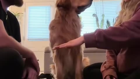 He added his paw 🐾🤣