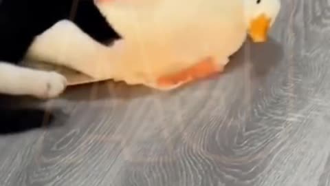 Funny video