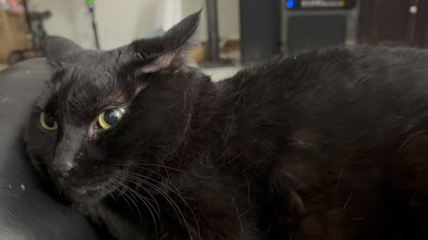 Cute Precious Piper Has Trouble Falling Asleep - My Adopted Shelter Cat Vlog