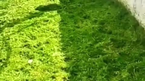 funny animals videos part56