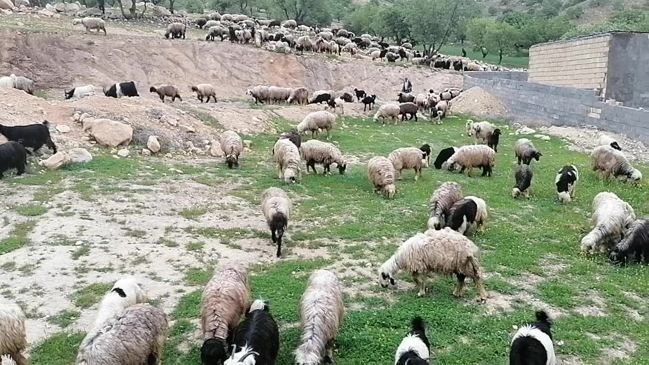 Goats🐐