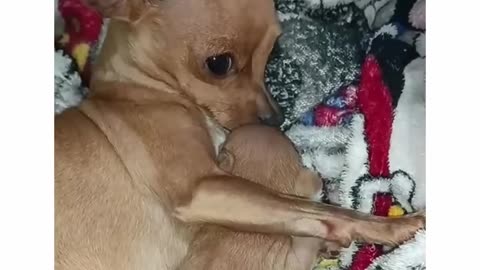 Dog cutest movements 🐶🐾❤