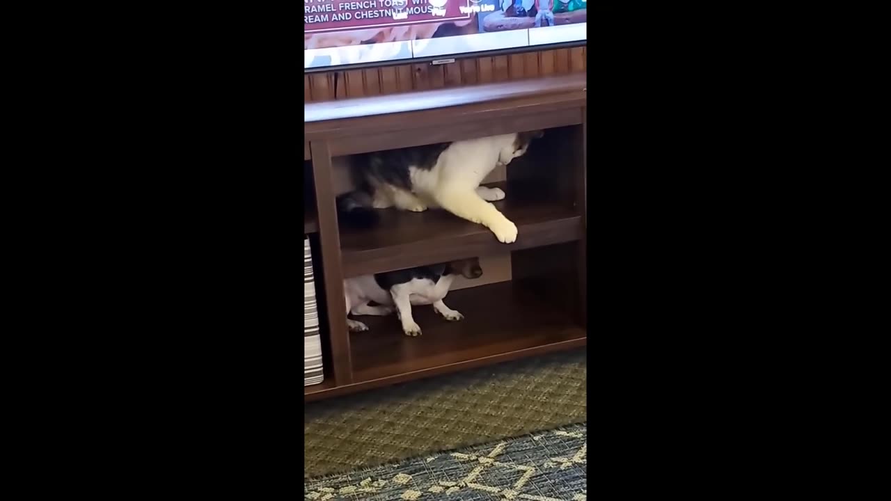 Funniest Animals 🐧11