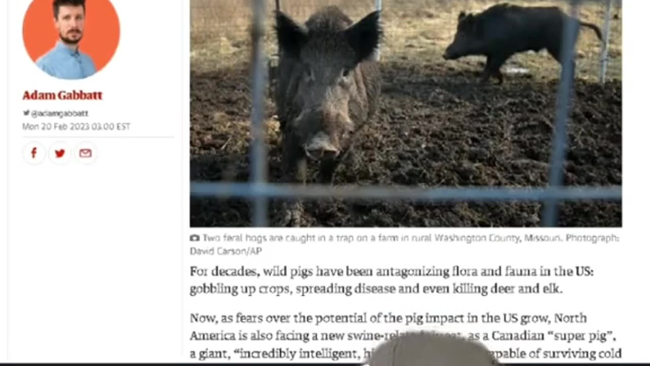 Super pigs
