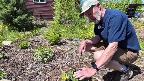 Ken Wright Nursery Tour: By Lindsay Brandon of Permaculture Canada
