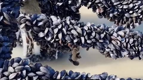 Why Mussel Farms Are OP