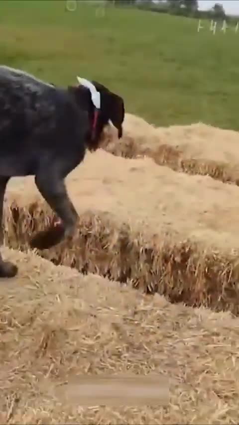 69. Laugh Out Loud with These Hilarious Pets Funny Moments Caught on Camera!