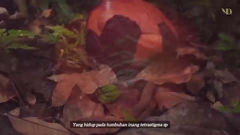Pulau Nusa Barung - Harta Karun tersembunyi di pulau tak berpenghuni