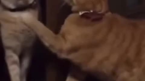 Funny cat / Pawsitively Adorable: The Cutest Cat Moments to Brighten Your Day! 😺💖"