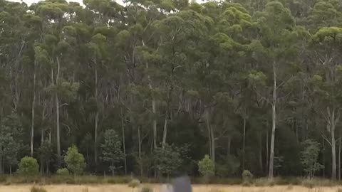 Short comedy skit of how different animals do parkour