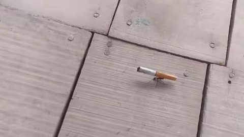 Ant Carries Cigarette Butt