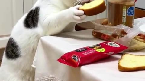 Cat Steal Food and caought
